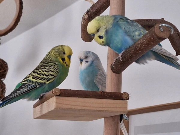Wellensittich-Bild: Von rechts Milo, Frodo und Copper, führen ein sehr intensives Gespräch mit geschlossenen Augen. Worum es wohl geht?