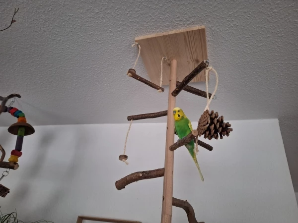 Wellensittich-Bild: Das ist Mr. Grey er sitzt auf dem Vogelbaum und schaut. 