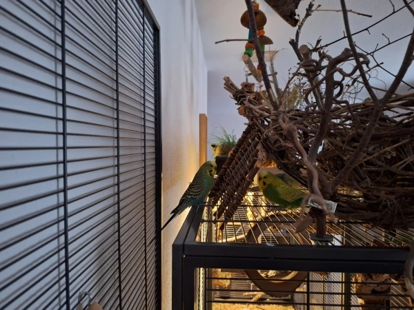 Wellensittich-Bild: Mr. Grey und Frodo spielen Verstecken. 