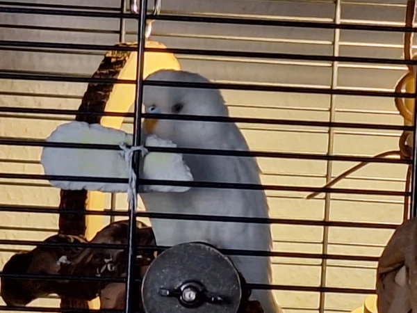 Wellensittich-Bild: Sasu hat alles im Blick was die anderen so machen.
