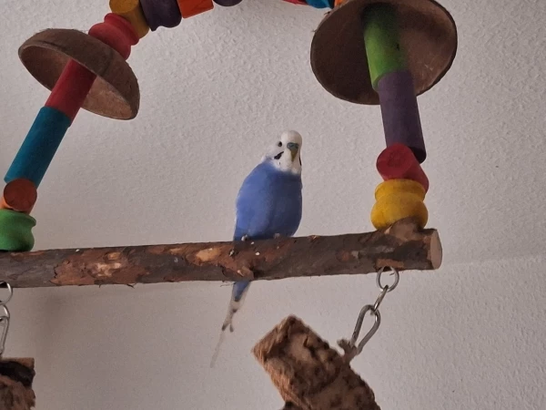 Wellensittich-Bild: Dexter schaukelt und beobachtet mich.