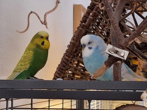 Wellensittich-Bild: Das sind Copper und Mr Grey beim verstecken und schlafen.