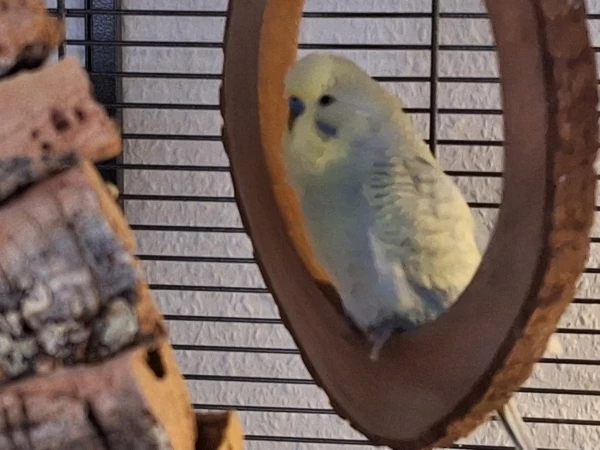Wellensittich-Bild: Lancelot ist beim schaukeln und singt vor sich hin. 