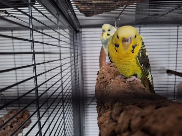 Wellensittich-Bild: Das vorne ist Abby und da hinter sitzt mein Pascha. Die Feder im Abbys Gesicht.