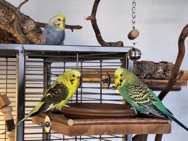 Wellensittich-Bild: Abby und Frodo sitzen  vorne und hinten sitzt Namaari, denken alle das selbe. 