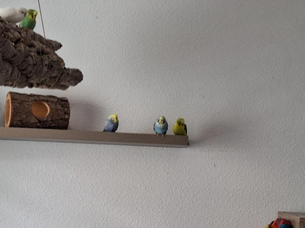 Wellensittich-Bild: Meine Piepser, beim beobachten wie ich den Käfig sauber mache. Beim Putzen wird genau geschaut ob ich alles richtig mache. 