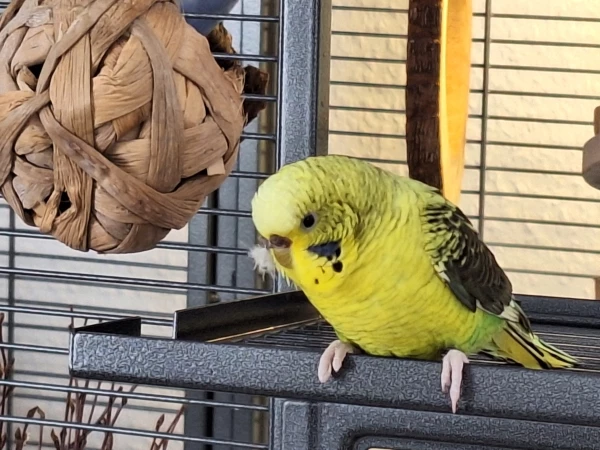Wellensittich-Bild: So sieht Abby nach dem Putzen aus. 
