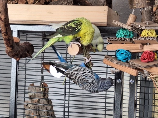 Wellensittich-Bild: Das ist die Wellitraube mit Abby, Pascha und Surfy. Letztere frisst hängend. Sie hat den besten Platz.
