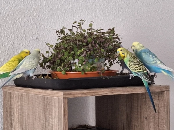 Wellensittich-Bild: Sind gerade beim essen und streiten wie immer und Frodo beobachtet mich.