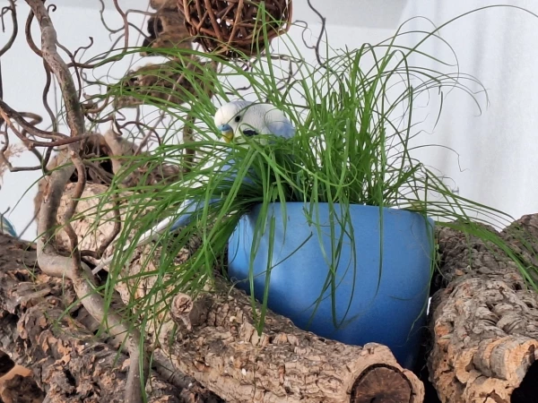 Wellensittich-Bild: Dexter spielt Ostern und Verstecken 
