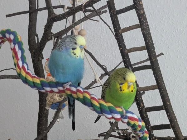 Wellensittich-Bild: Auch wir machen mal eine gechillte Pause. 