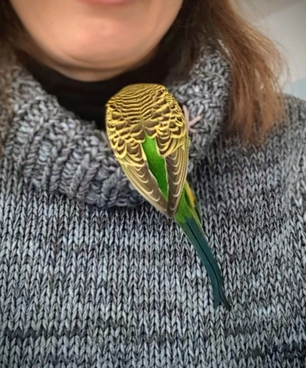Wellensittich-Bild: Ich bin Star und seit ich in Brutstimmung bin, gibt es nichts wichtigeres, als einen tollen Nistplatz zu finden. 
Besonders angetan haben es mir die Pullover meiner Federlosen!