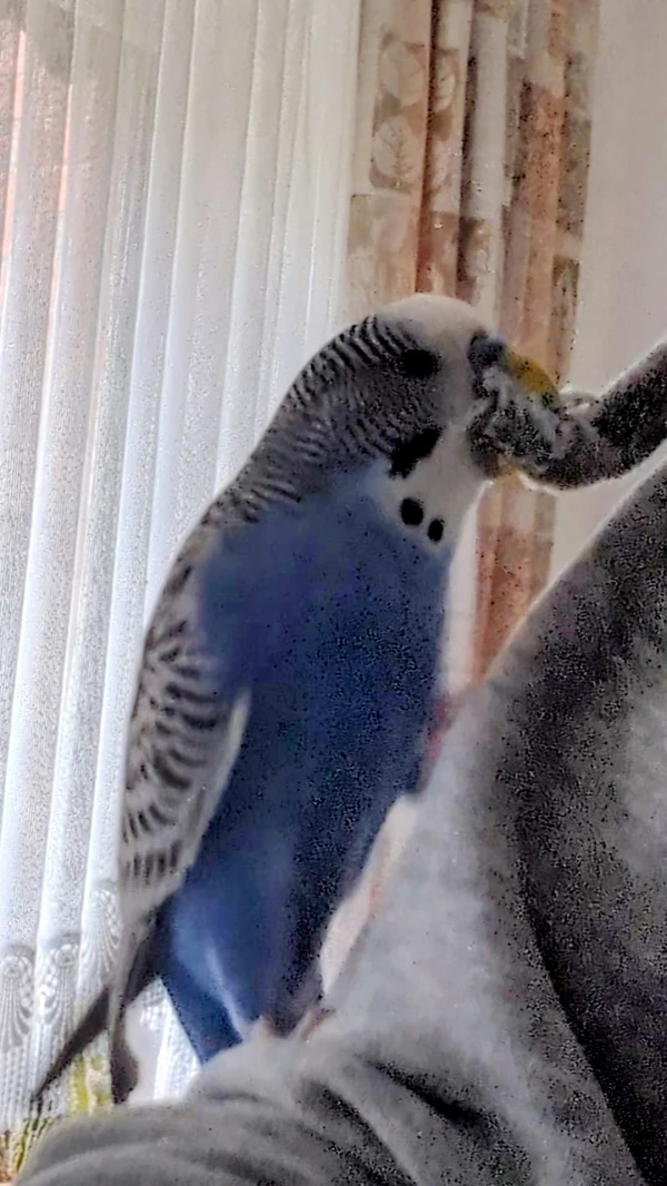 Wellensittich-Bild: Ich bin Emil und ich liebe Bänder! 