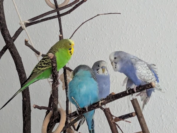 Wellensittich-Bild: Jeder hat seine eigene Persönlichkeit und natürlich gibt es auch Reibereien, aber inzwischen flirtet jeder mit jedem.
Wir fühlen uns wohl. 