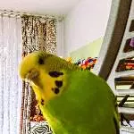 Wer ist da bitte! 