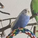 Lila ist eingezogen 
