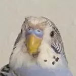 Gefällt Dir mein neuer Look nicht? 