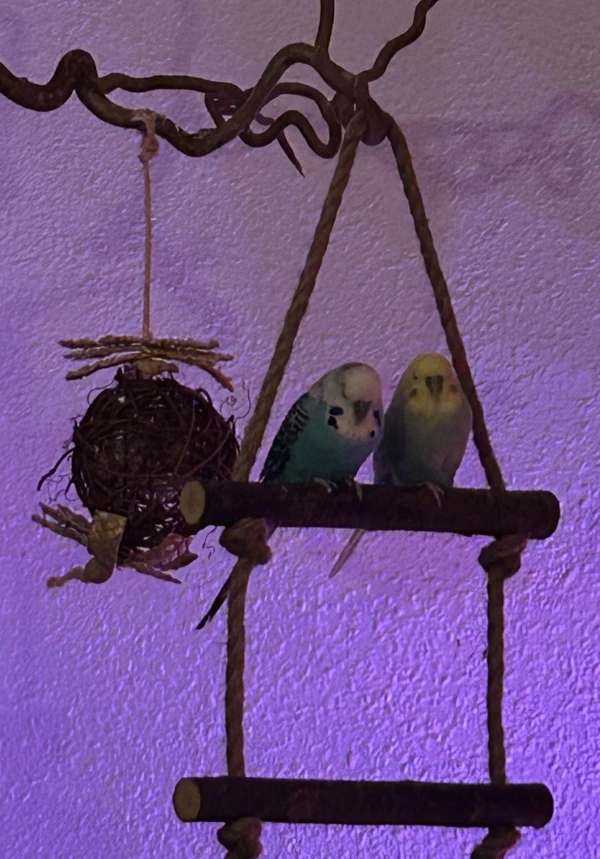 Wellensittich-Bild: Kumpel Horsti und Eddi Abends beim Dösen