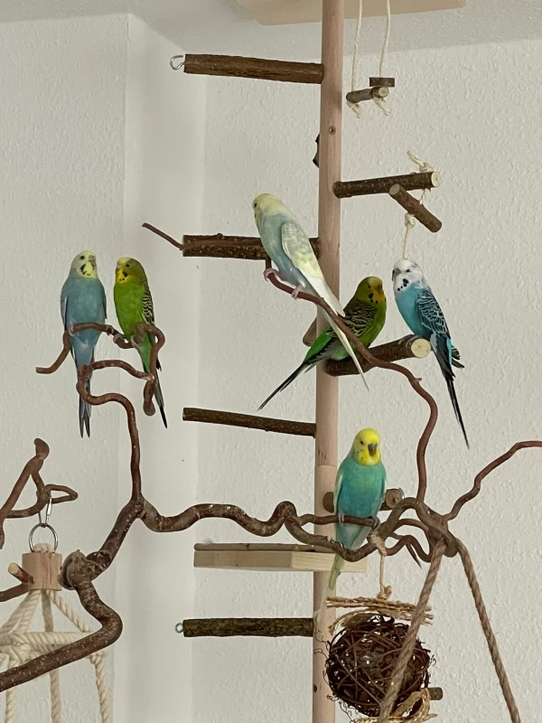 Wellensittich-Bild: Zusammen Chillen nach einem aufregenden Tag.