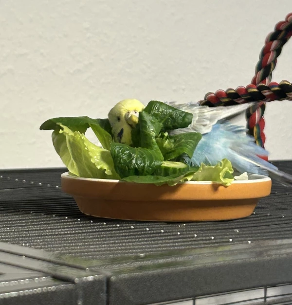 Wellensittich-Bild: Warum immer nur Salat essen? Den kann man doch prima für ein erfrischendes Bad benutzen. 