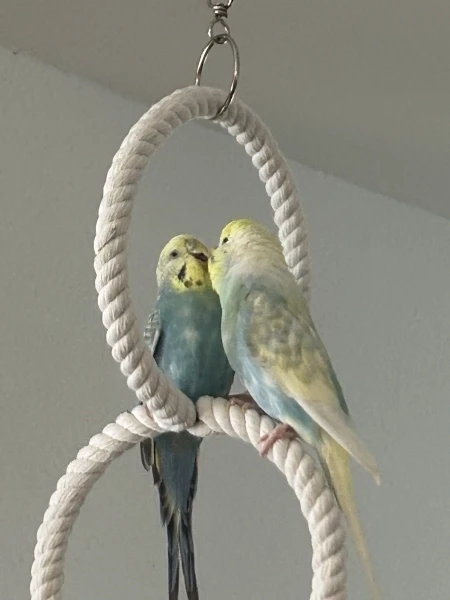 Wellensittich-Bild: Unser Liebespaar Coco und Horst. ❤️