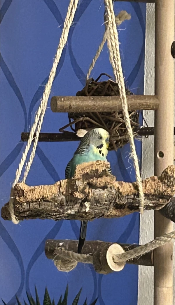 Wellensittich-Bild: Unser Kalle übt sich im Verstecken. 
