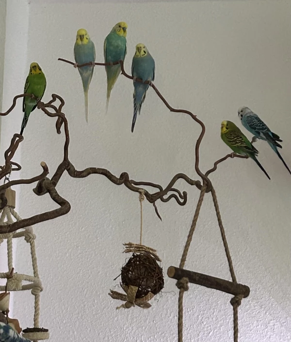 Wellensittich-Bild: Von links nach rechts,
Else, Horsti, Oscar, Coco, Maxi und Eddi.