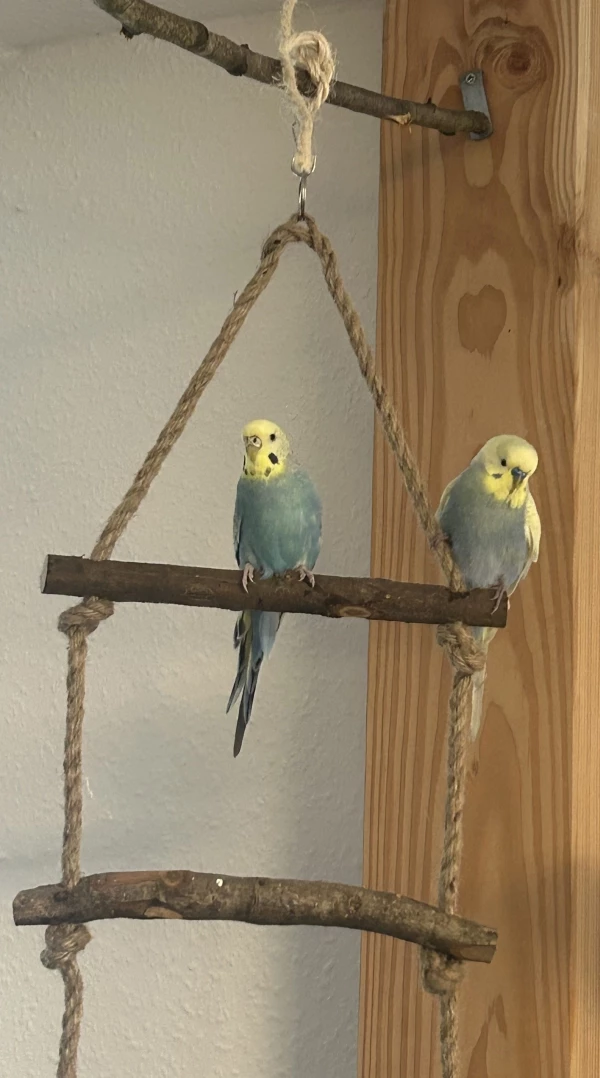 Wellensittich-Bild: Da war unser Jacob (rechts) noch da.
