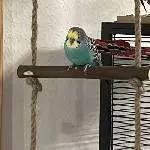 Jockelchen