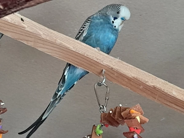 Wellensittich-Bild: Blauer Wellihahn Max sitzt auf Holzstange.