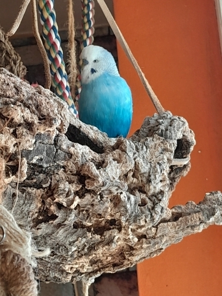 Toffee - blauer Hahn