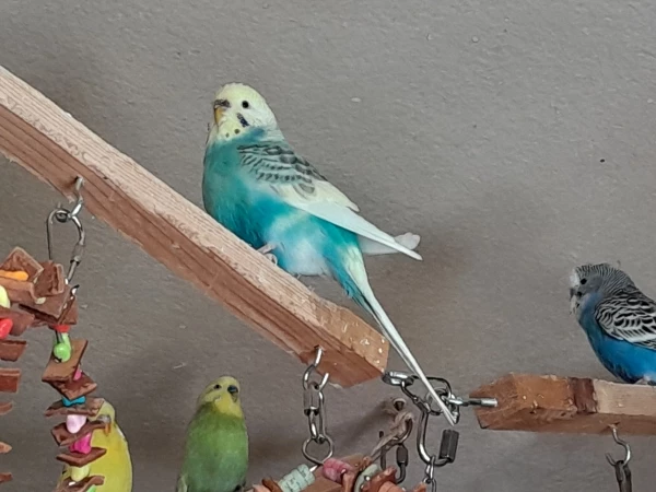 Wellensittich-Bild: Meine Henne Skye mit drei anderen Wellis aus dem Schwarm, auf der Spielzeugleiste.