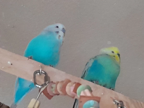 Wellensittich-Bild: Links Hahn Easy und rechts Rainbow-Hahn Krümmel.