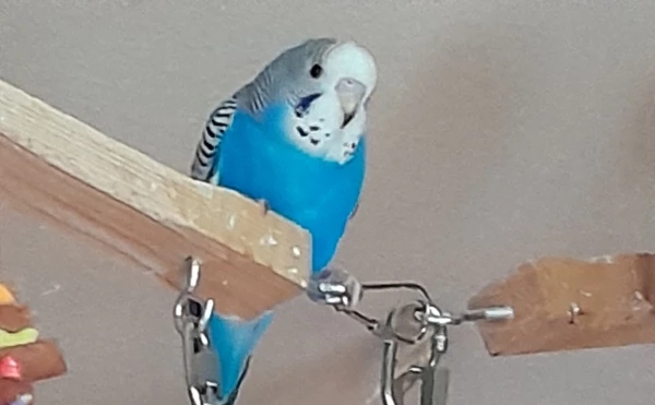 Wellensittich-Bild: Blauer Wellensittich-Hahn sitzt über Schaukel auf Holzstange.