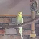 Kirby sitzt auf Holzstange