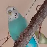 Easy - blaue Henne