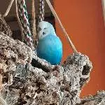 Toffee - blauer Hahn