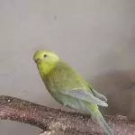 Joshi sitzt auf Naturholzstange