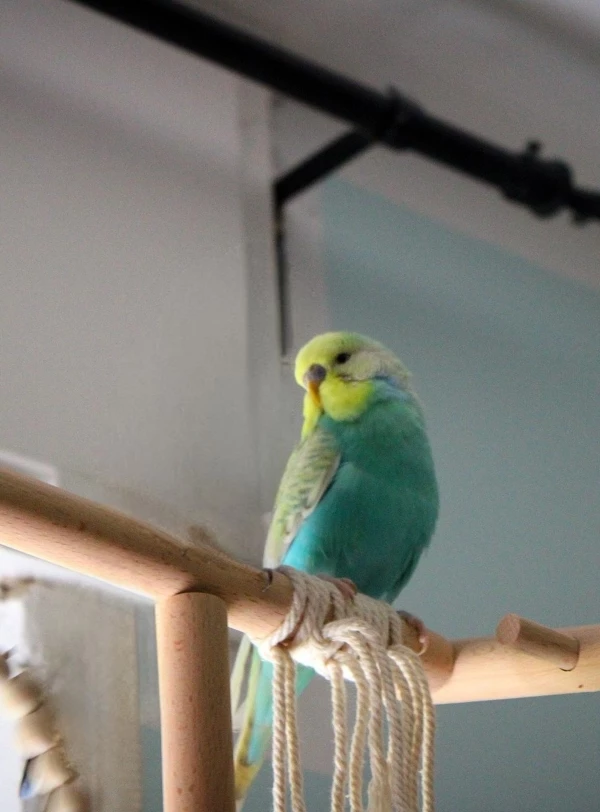 Wellensittich-Bild: Er kam zusammen mit Kalli. Er hält zu ihm und hilft ihm, wenn Kalli mal wieder runtergefallen ist, weil er nicht mehr fliegen kann. Er mag es aber auch gerne die anderen aufzuwühlen.