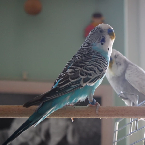 Wellensittich-Bild: Speedy hält immer zu Theo. Er wollte sich damals nicht einfangen lassen, weswegen er den Namen Speedy,
trägt.