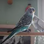 Speedy, ein treuer Partner