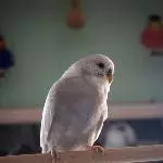Unser grauer Vogel Sammy