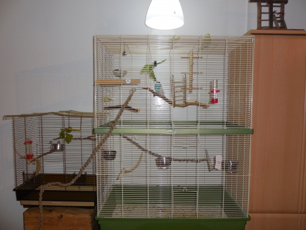 Wellensittich-Bild: Der kleine Käfig ist seit gestern Obelix Rückzugsort - wenn ihn Sarah (Henne) wieder nicht in Ruhe lässt. 
