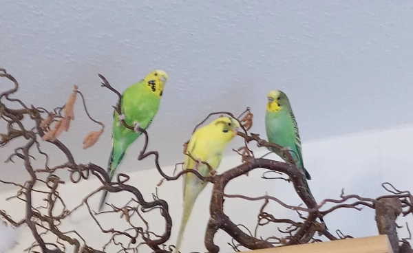 Wellensittich-Bild: Von links nach rechts Lulu, Sputnik und Bijou auf ihrem Lieblingsplatz. 