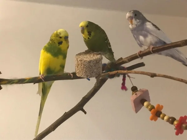 Wellensittich-Bild: Pauli, Babsie und Fibi auf einem Gruppenbild.