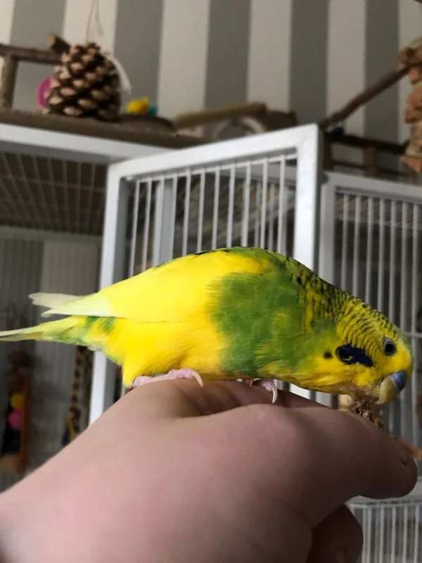 Wellensittich-Bild: Babsie sitzt auf meiner Hand und frisst leckere Hirse.