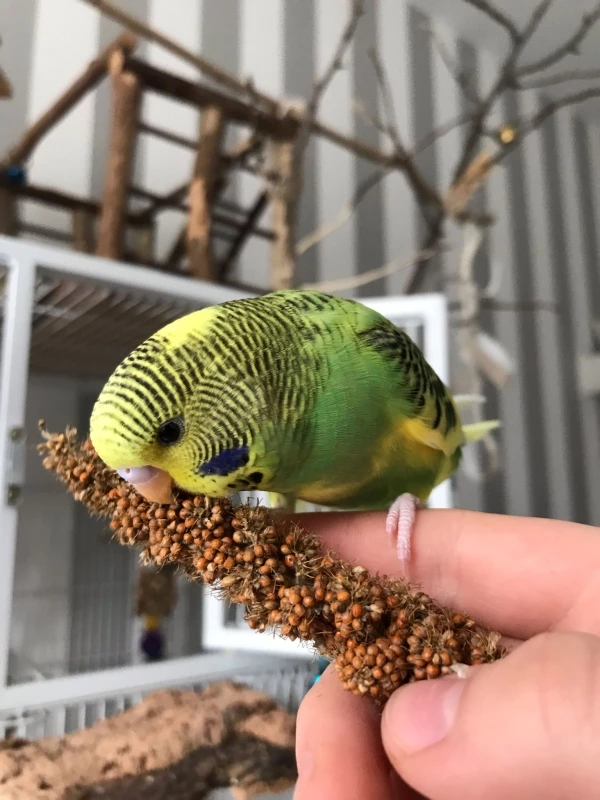Wellensittich-Bild: der kleine Henry auf meinem Finger beim Hirse fressen