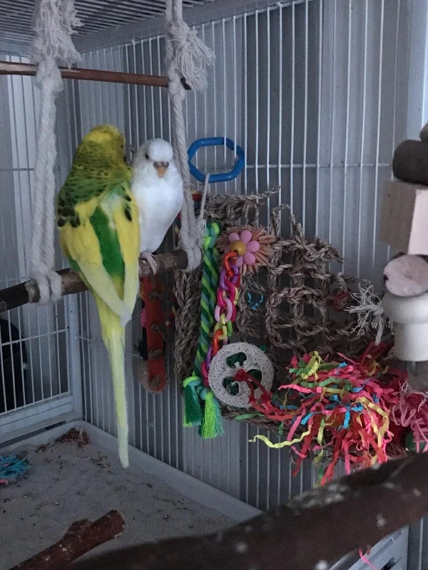 Wellensittich-Bild: Eli und Babsie am Abend. Es ist gleich Schlafenszeit