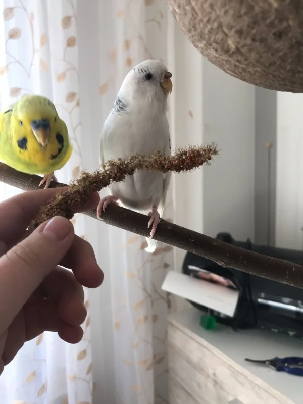 Wellensittich-Bild: Eli und Babsie sind so ein niedliches Paar.