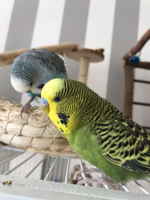 Wellensittich-Bild: Pauli und Billi beim spielen und erkunden.